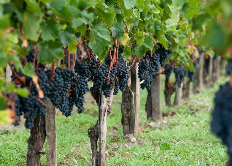 Château Ségur de Cabanac