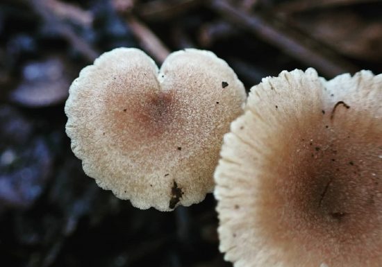 Balade nature – Les Champignons Sauvages