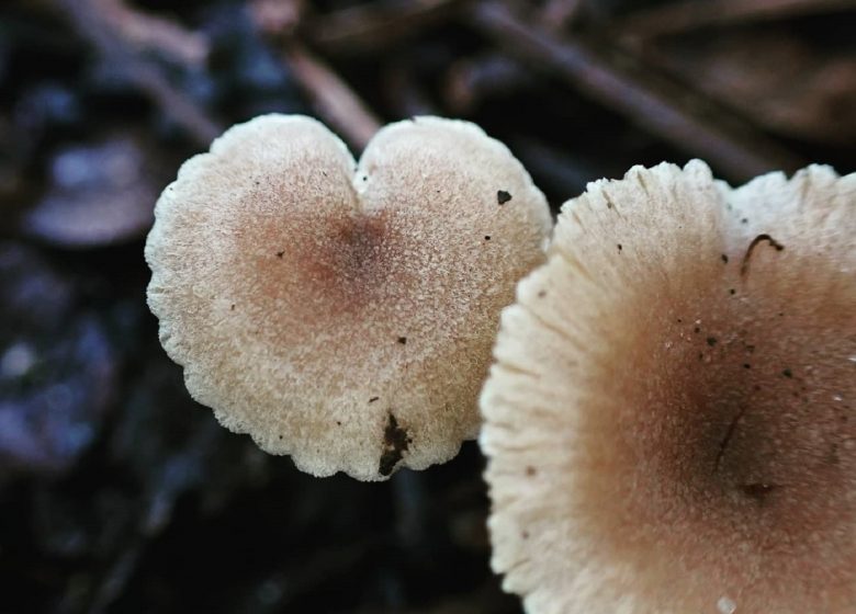 Passeggiata nella natura - Funghi Selvatici