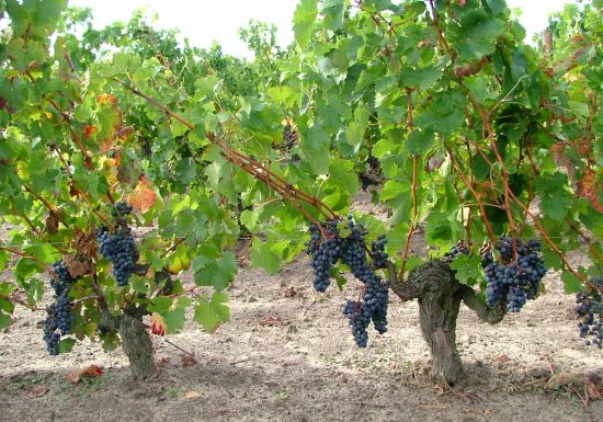 Clos Grange-Vieille