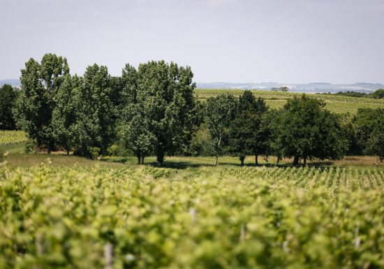 Château Sociando-Mallet