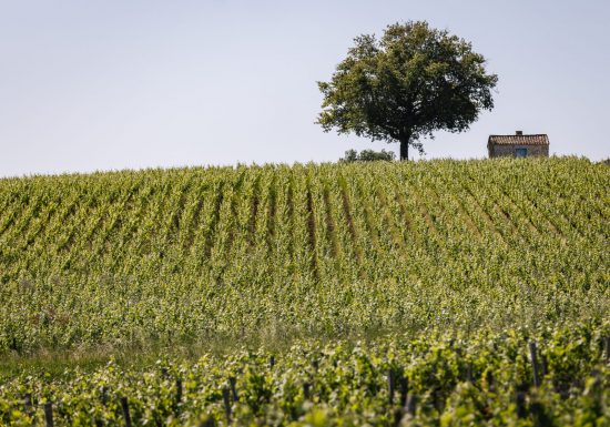 Château Sociando-Mallet