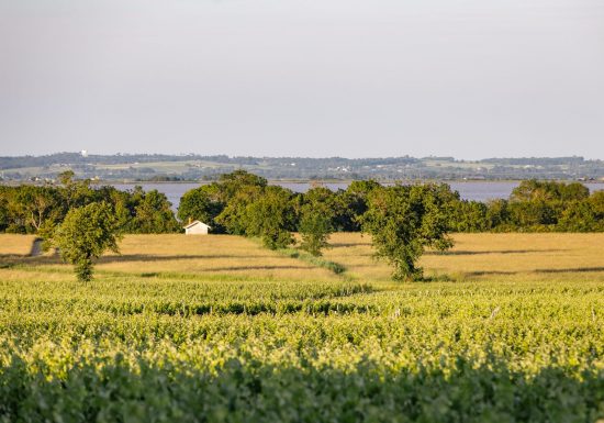 Château Sociando-Mallet