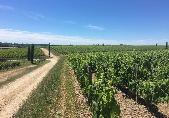 Segredos de um terroir no Château Gruaud Larose