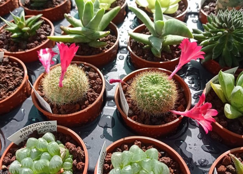 Au cactus médocain