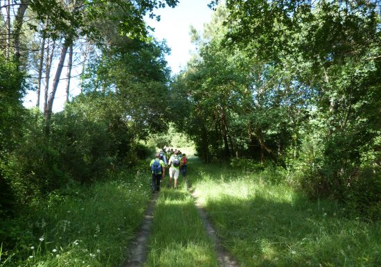 Téléthon St-Laurent