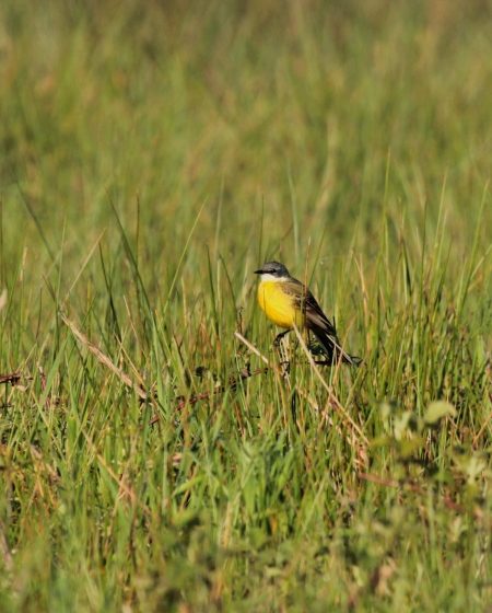 Maresciallo Marsh