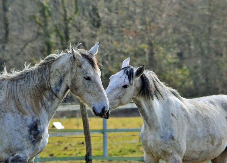 Centro Equestre de Saint-Laurent-Médoc