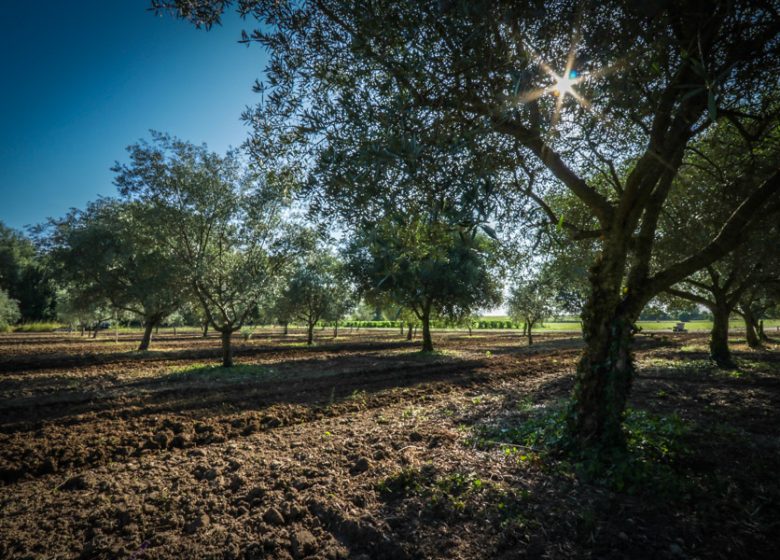 Sorbetto Château Les Ormes