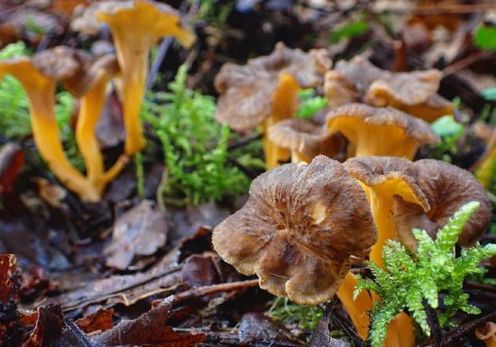 Balade nature – Les Champignons Sauvages