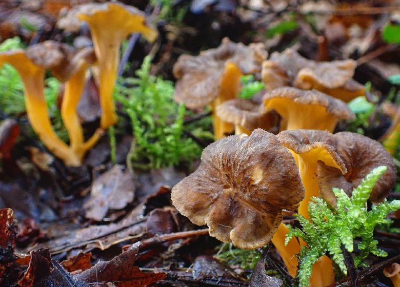 Natuurwandeling - Wilde paddestoelen