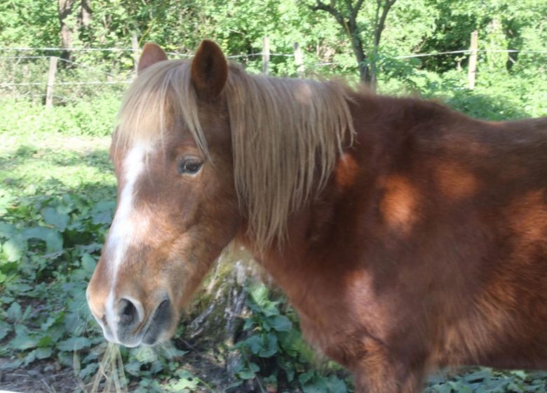 Association la ferme aux chevaux