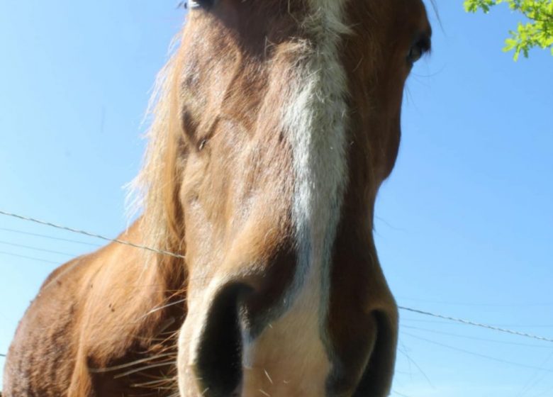 Association la ferme aux chevaux