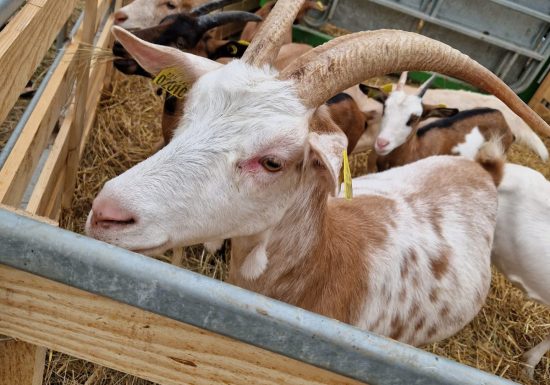 Grande Foire Agricole