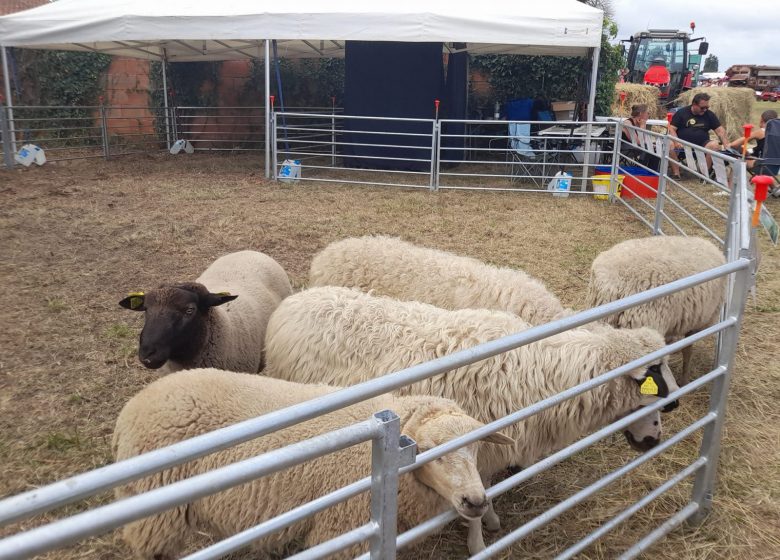 Gran Feria Agropecuaria