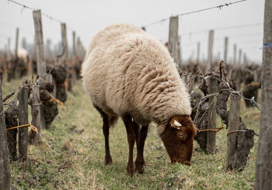 Secrets of a terroir at Château Gruaud Larose