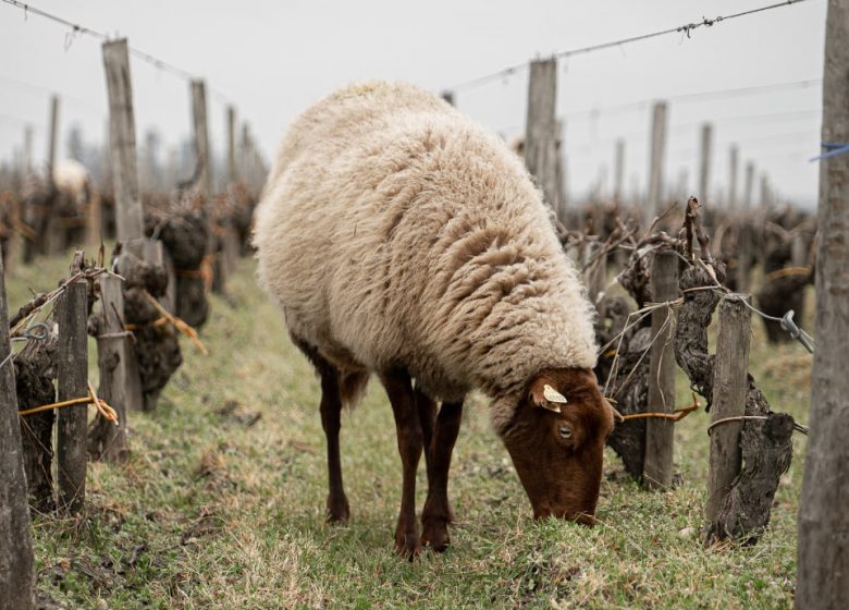 Secrets of a terroir at Château Gruaud Larose