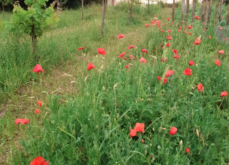 Le Jardin d’Elisa