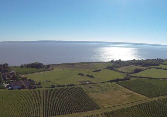 Balade commentée dans le vignoble du Château Tour Castillon