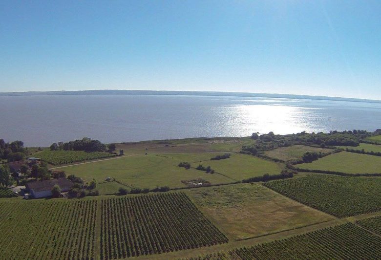 Kommentierte Wanderung in den Weinbergen von Château Tour Castillon