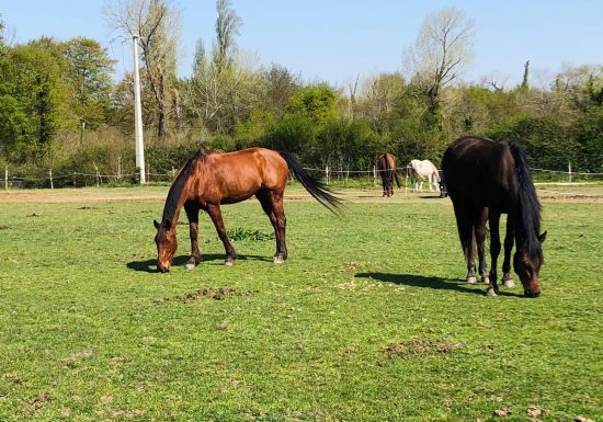 Haras de l'Olivier speelhuis